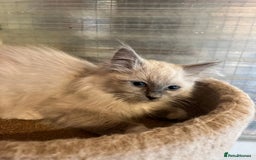 Ragdoll cats for sale:  Gorgeous purebred mink ragdolls   - Image 1