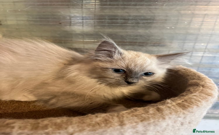 Ragdoll cats - Advert 4