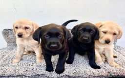 Labrador Retriever dogs for sale: Beautiful Labrador Puppies, Family Raised - Image 1