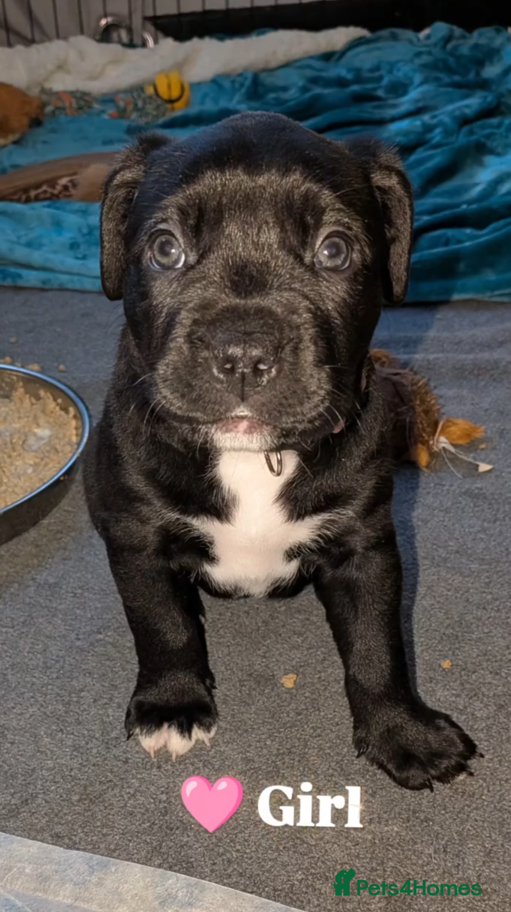Mixed Breed dogs Labrabull Puppies 4 girls remaining 🐾 - Advert 4