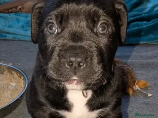 Mixed Breed dogs Labrabull Puppies 4 girls remaining 🐾 - Advert 4