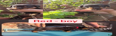 Red collar boy