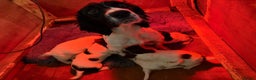 English Springer Spaniel dogs for sale: English Springer Spaniel Puppies  - Advert 4