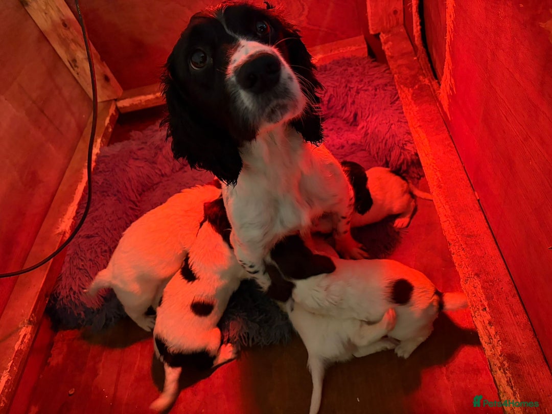English Springer Spaniel dogs for sale: English Springer Spaniel Puppies  - Advert 4
