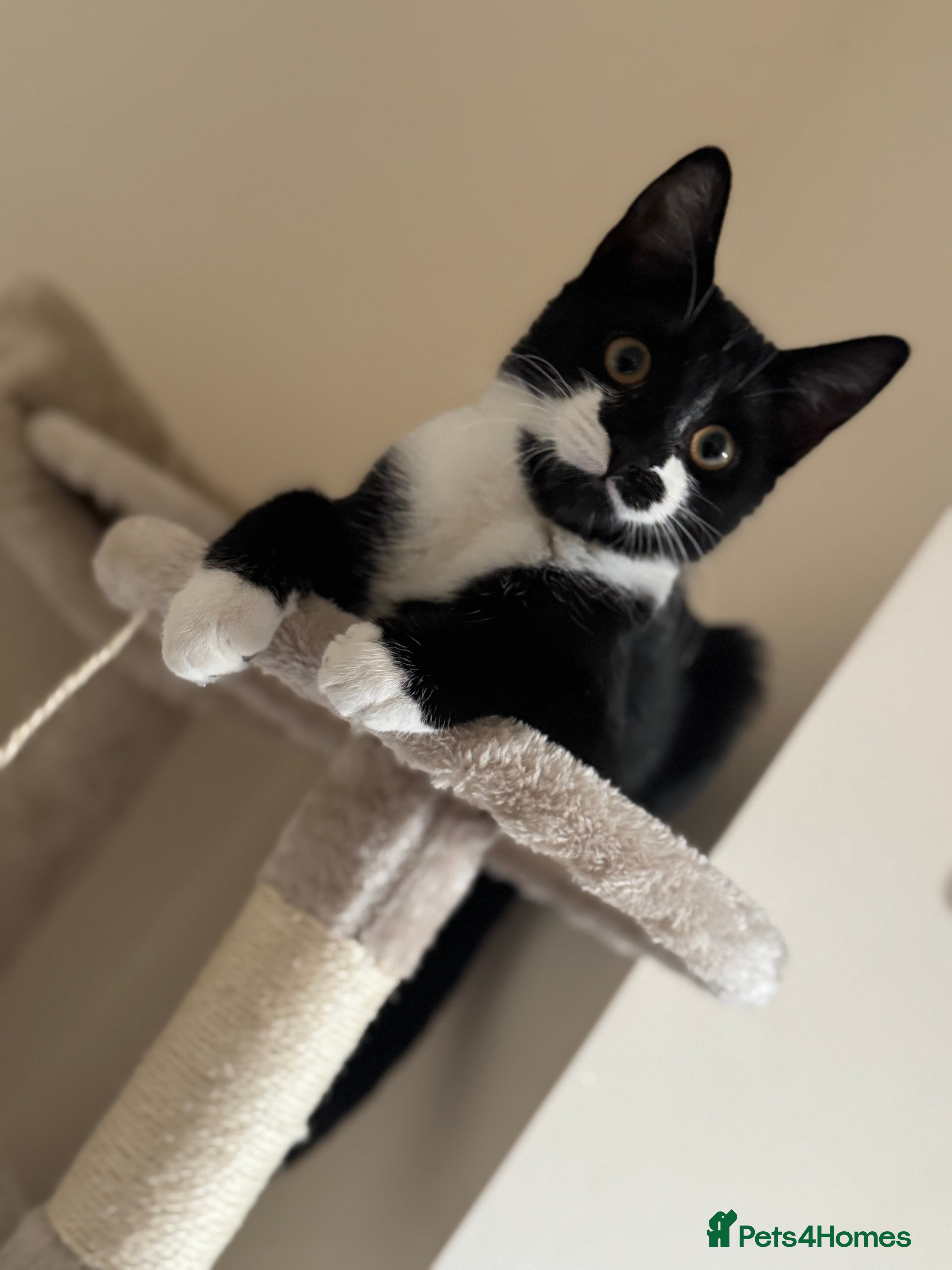 Domestic Shorthair cats Domestic short hair black and white.She’s 9 month  - Advert 2
