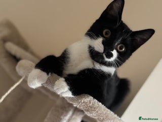 Domestic Shorthair cats Domestic short hair black and white.She’s 9 month - Advert 1