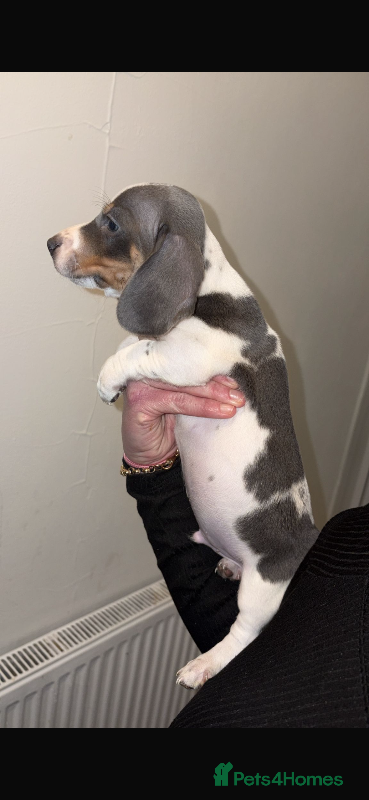 Dachshund dogs Miniature dashaund - Advert 17