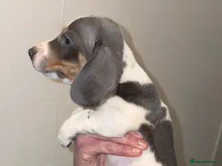 Dachshund dogs Miniature dashaund - Advert 17