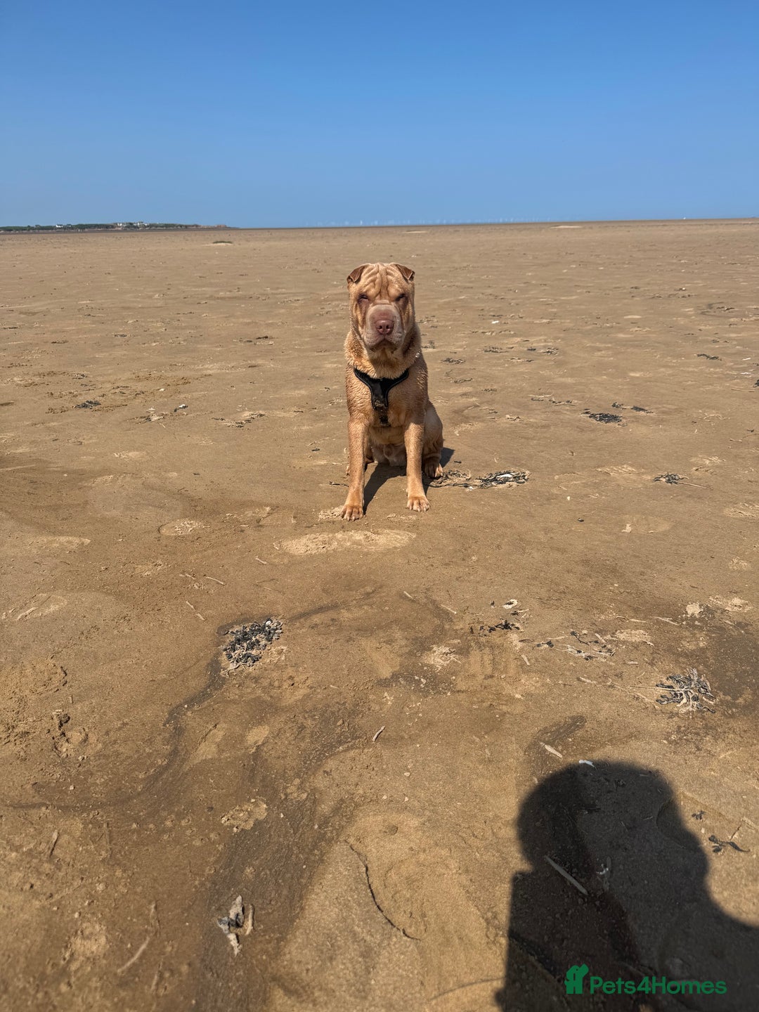 Shar Pei dogs for stud: Mr Bear 🐻 🦍 - Image 11