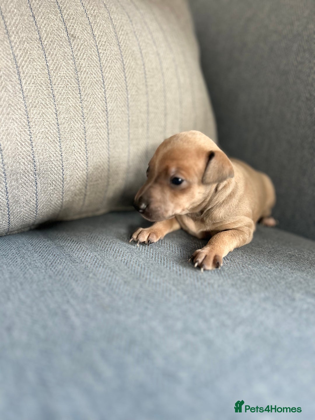 Italian Greyhound dogs for sale: 🐾Exceptional litter of KC Italian Greyhounds 🐾 - Advert 28