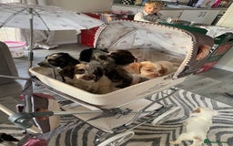 Cocker Spaniel dogs for sale: Healthy puppies - Image 20