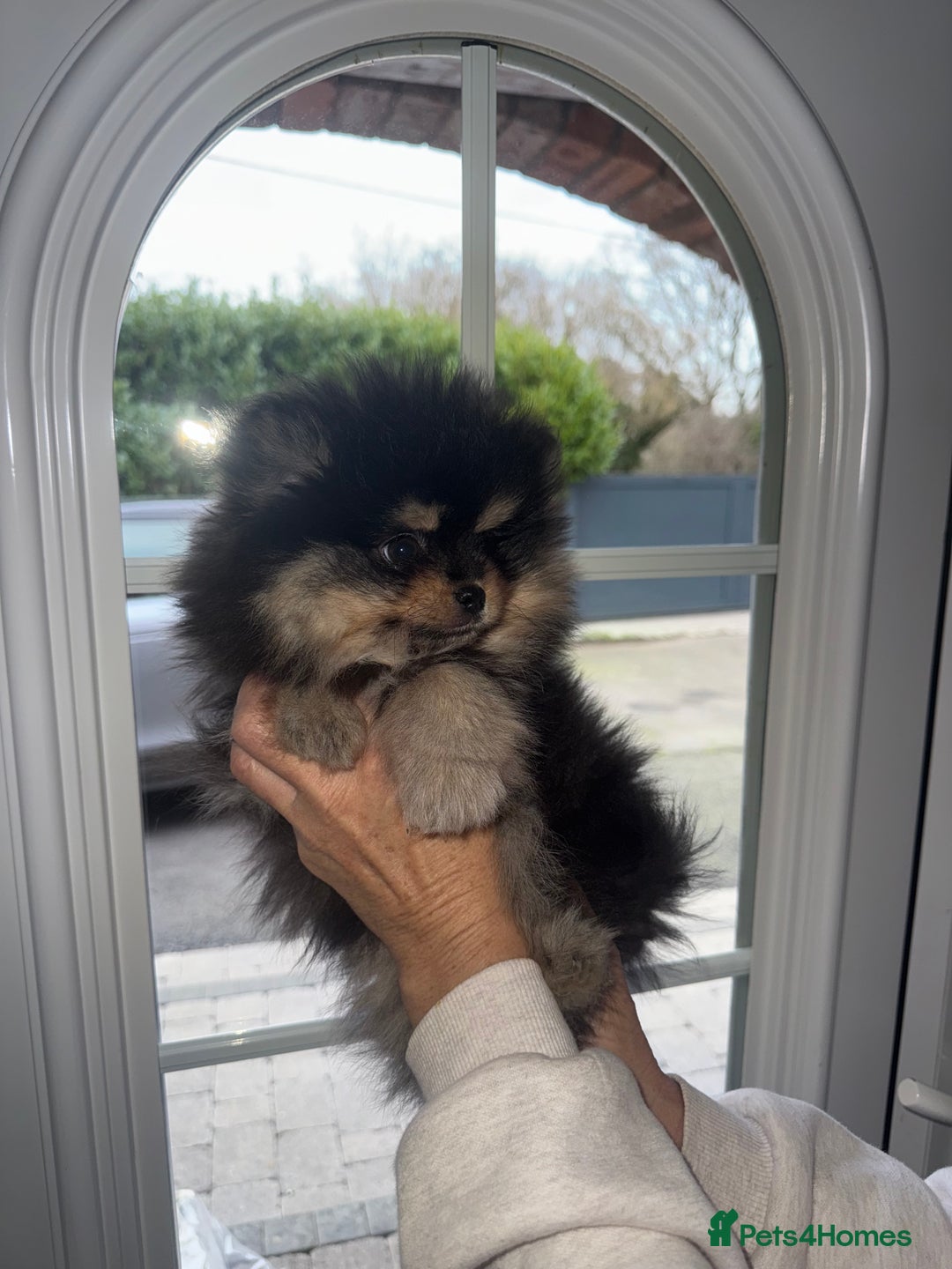 Pomeranian dogs for sale: TEDDY BEAR POMERANIAN READY TO GO - Advert 1