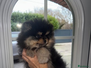 Pomeranian dogs TEDDY BEAR POMERANIAN READY TO GO - Advert 6