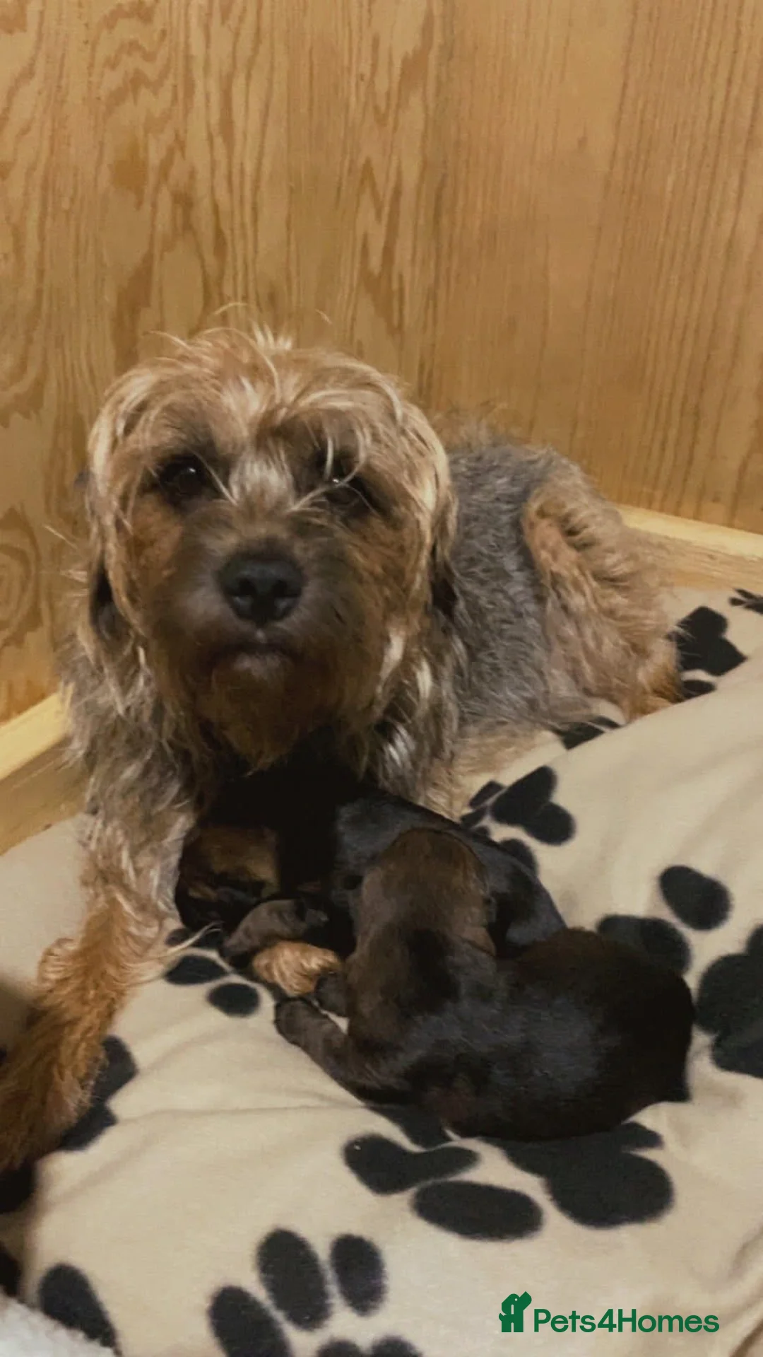 Border Terrier dogs for sale: Border terrier puppies - Advert 1