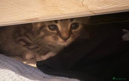 Mixed Breed cats for sale: 4 cheeky kittens ready for their new homes  - Image 9