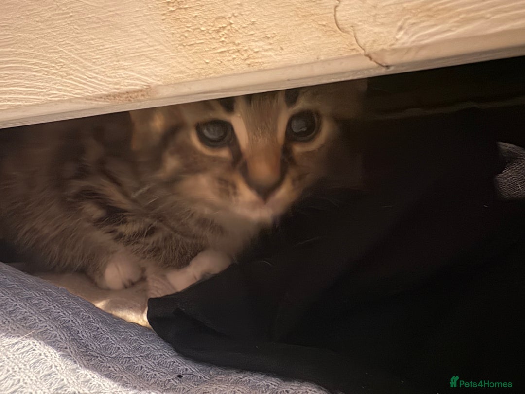 Mixed Breed cats for sale: 4 cheeky kittens ready for their new homes  - Image 9