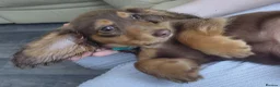 Miniature Dachshund dogs for sale: ✨️Beautiful Longhaired Minis✨️Lovely Temperments✨️ - Advert 9