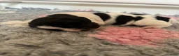 Cocker Spaniel dogs for sale: Health tested working cocker spaniels  - Advert 5
