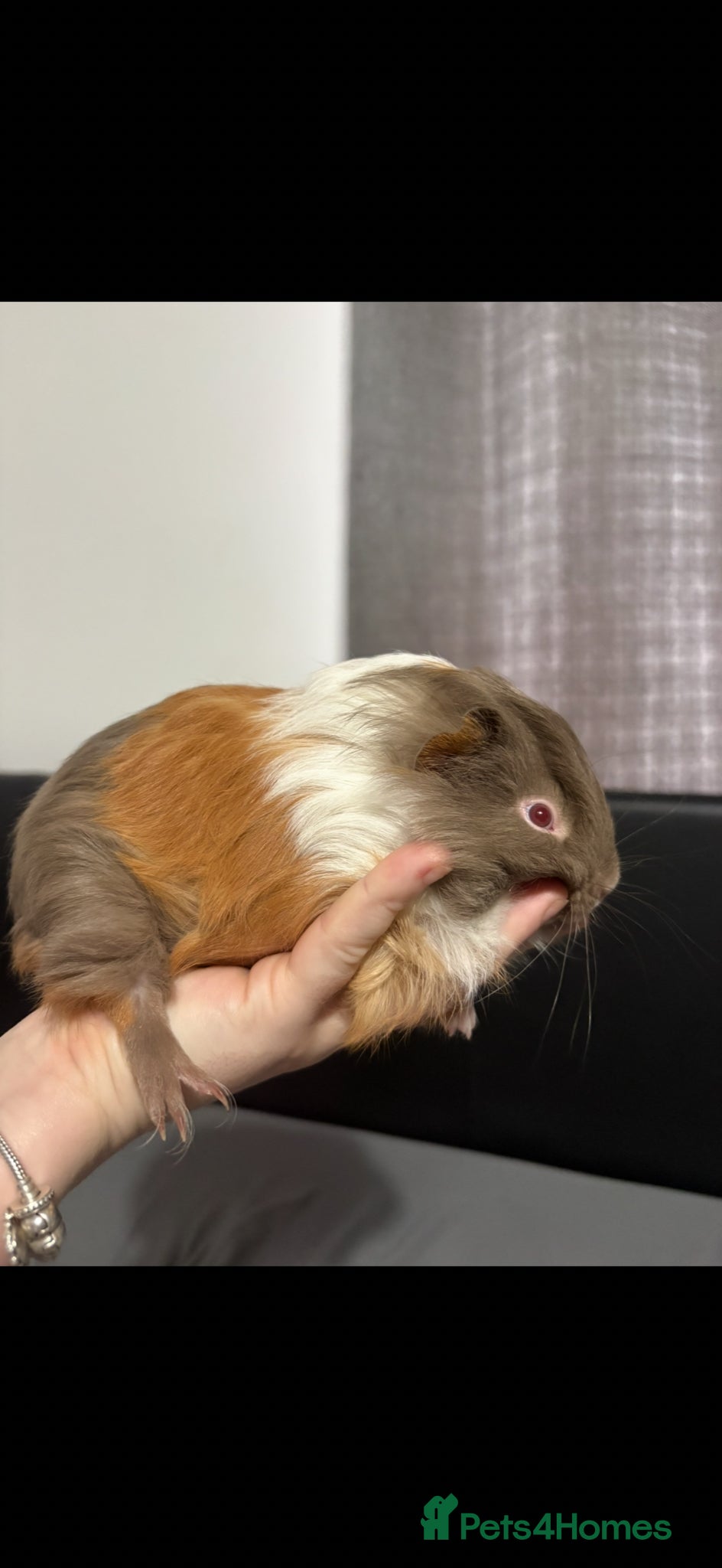 Guinea Pig rodents Baby boars - Advert 1