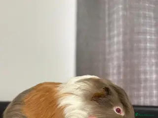 Guinea Pig rodents Baby boars - Advert 1