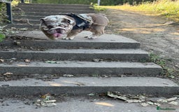 English Bulldog dogs for stud: Grizzly ready to stud  - Image 16