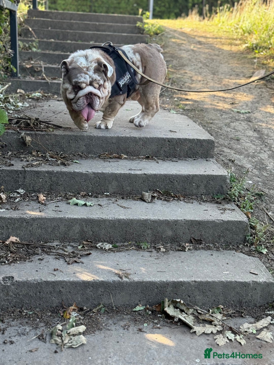 English Bulldog dogs for stud: Grizzly ready to stud  - Image 16