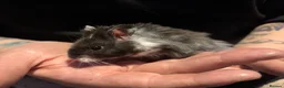 Hamster rodents for sale: Male Syrian hamsters  - Advert 6