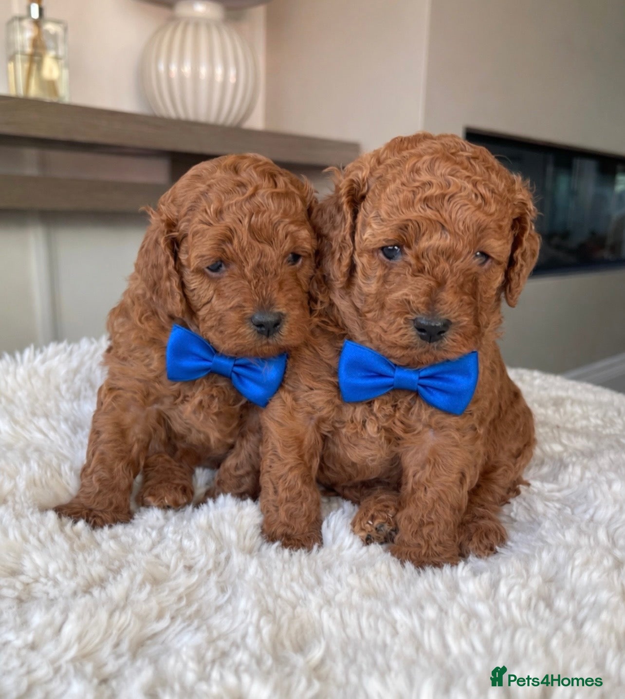 Cavapoo dogs Cavapoo Puppies 6 weeks old  - Advert 18