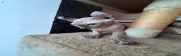 Sphynx cats for sale: ✨ Exceptional Sphynx Kittens –Last Two Available ✨ - Advert 5