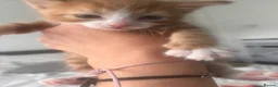 Mixed Breed cats for sale: 2male, 2 female kittens - Advert 8