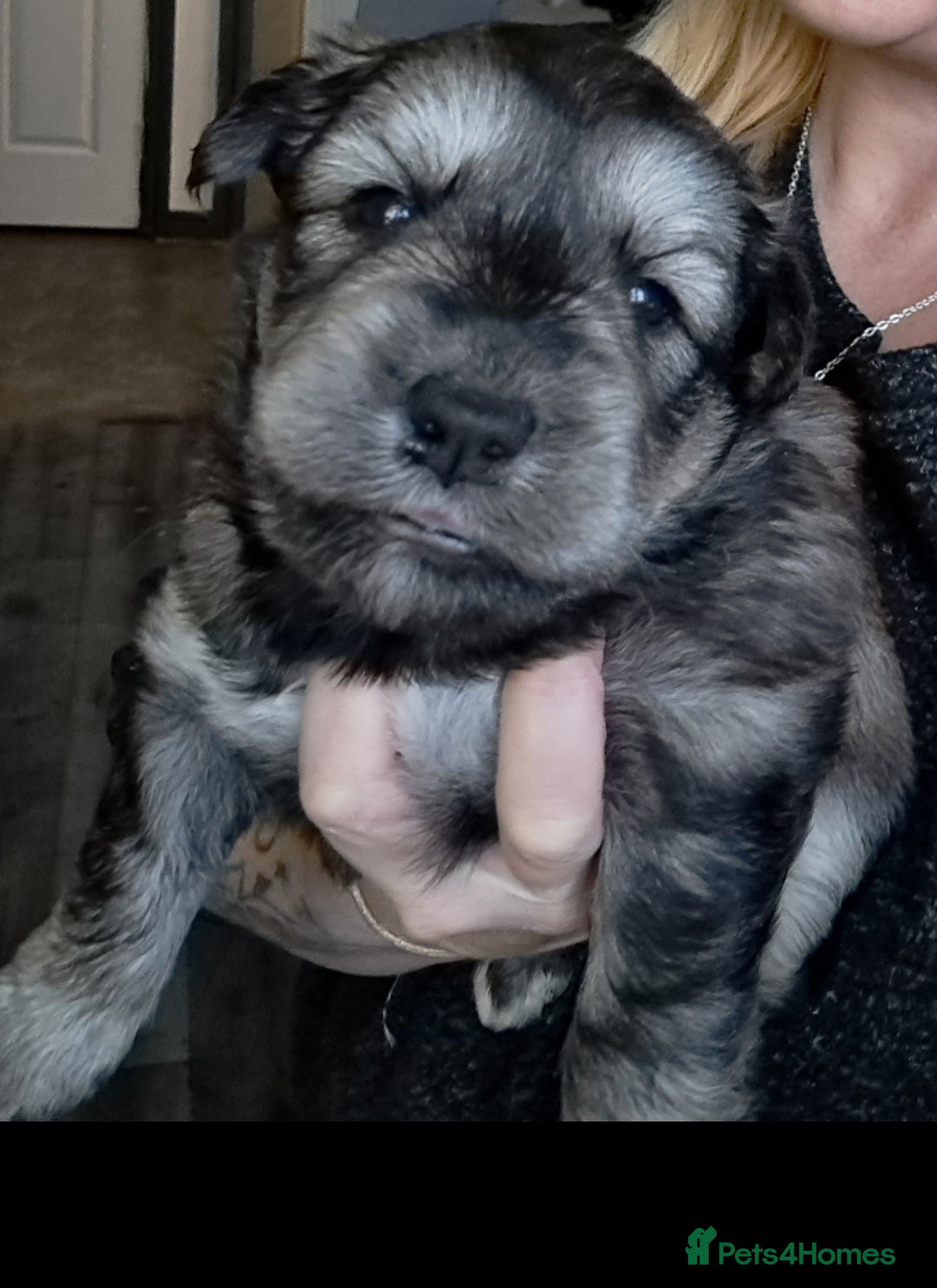 Mixed Breed dogs for sale: Husky x Lab Pup - Advert 3
