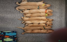 Golden Retriever dogs for sale: Golden Retriever Pups for Sale will be Ready Soon - Image 8