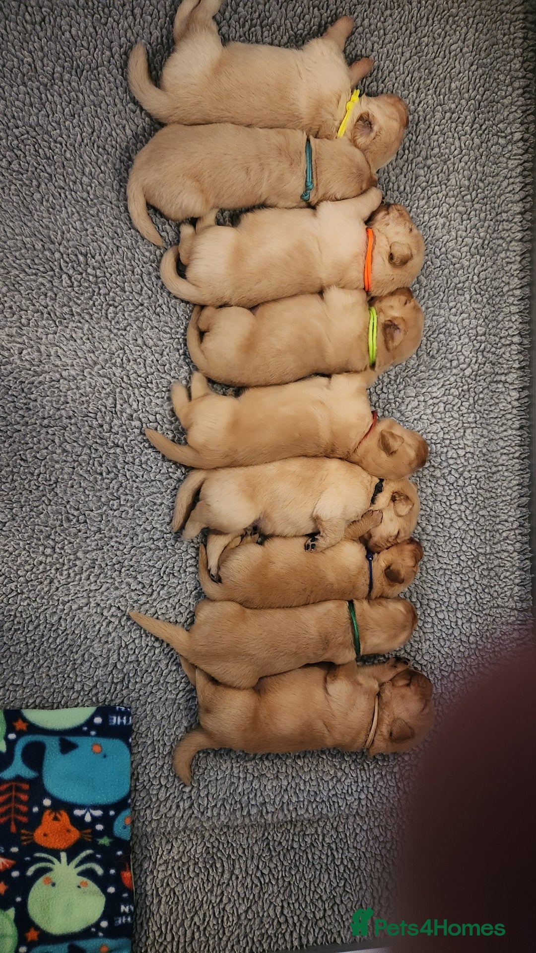 Golden Retriever dogs for sale: Golden Retriever Pups for Sale will be Ready Soon - Image 8