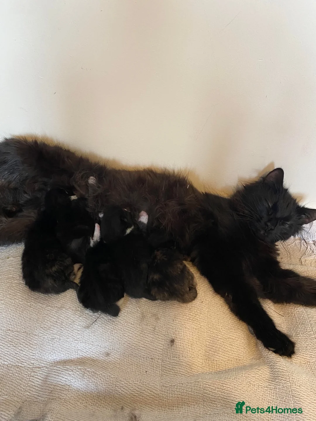 Mixed Breed cats for sale: Male black and white cat in Thetford - Advert 1