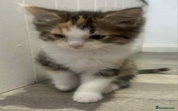 Ragdoll cats for sale: Ragdoll X  - Image 5