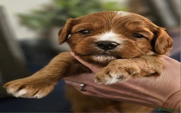 Cavapoo dogs for sale: Exceptional Quality F1 Cavapoos - Advert 1