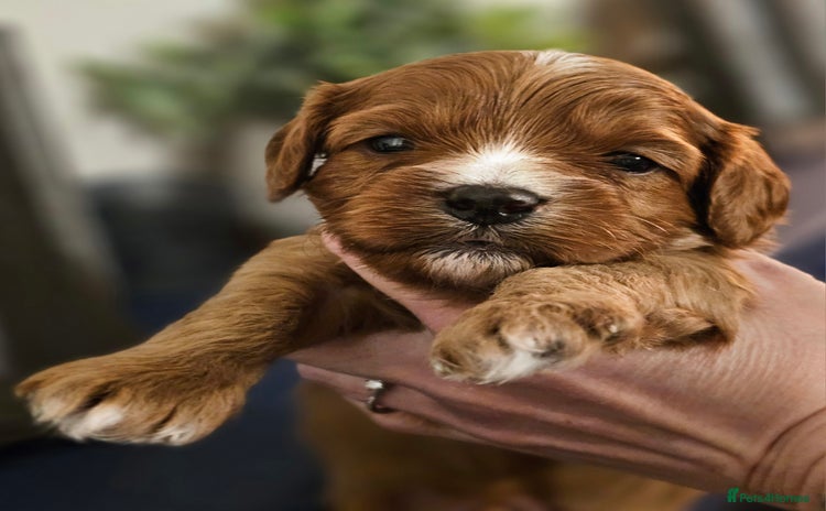 Cavapoo dogs - Advert 7