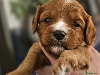 Cavapoo dogs - Advert 2