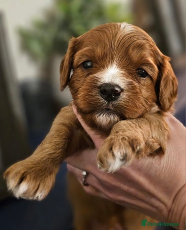 Cavapoo dogs - Advert 7