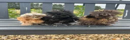 Chickens poultry for sale: 6x Silkies USA Hatching Eggs Collection OrDelivery - Advert 14