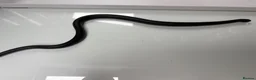 King Snake reptiles for sale: female mexican black kingsnake - Advert 6