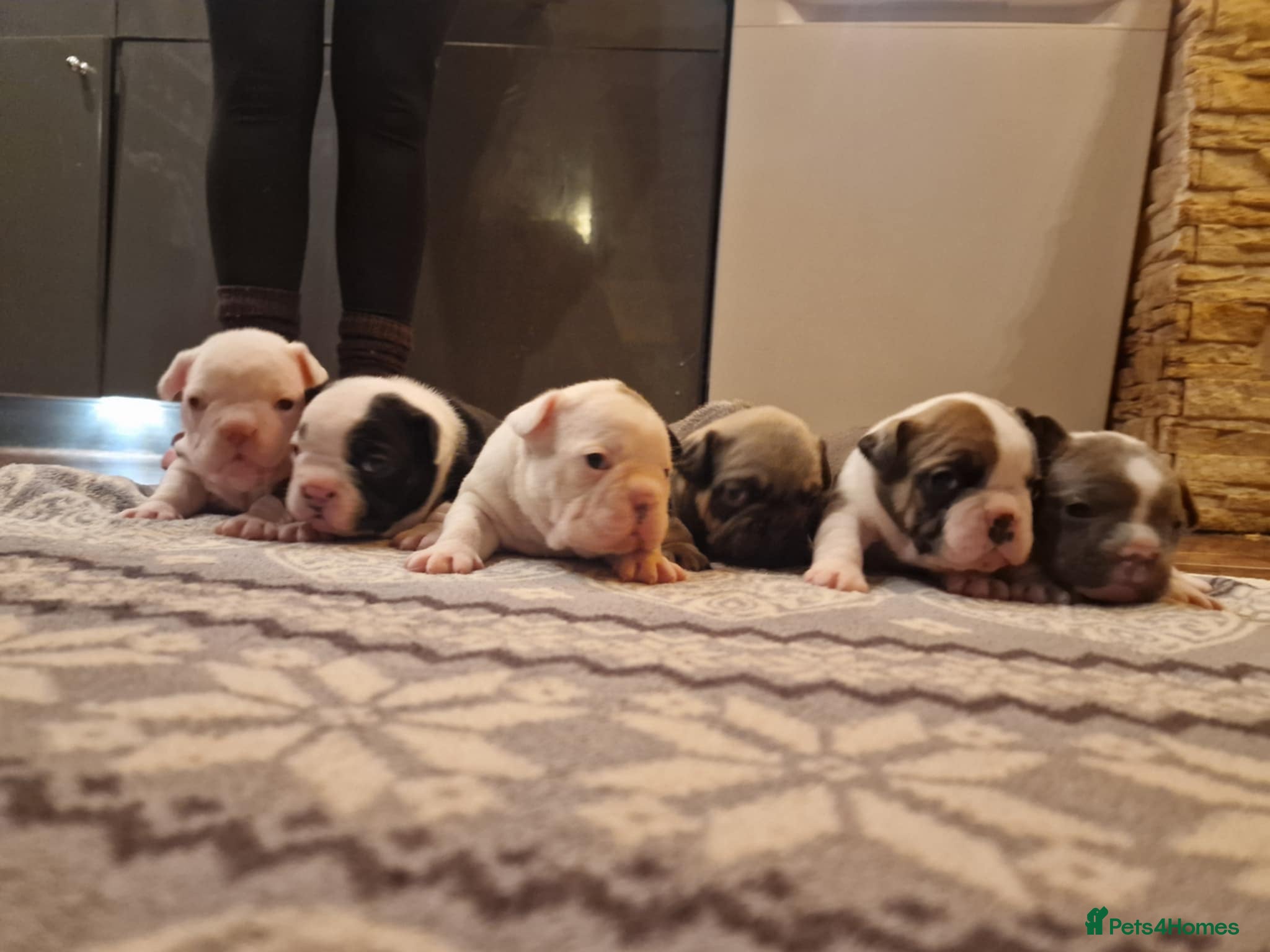 French Bulldog dogs ♥️Litter of 6 French Bulldog Puppies♥️ - Advert 16