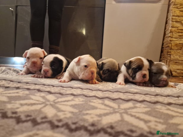 French Bulldog dogs ♥️Litter of 6 French Bulldog Puppies♥️ - Advert 1