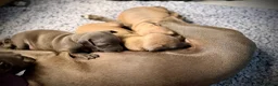 Italian Greyhound dogs for sale: KC Registered Italian Greyhound Girl Puppies - Advert 4