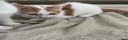 Mixed Breed cats for sale: 2 kittens ready for new homes  - Advert 7