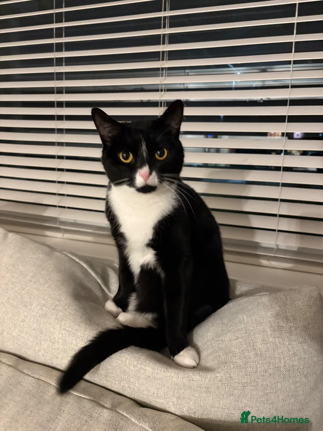 British Shorthair cats for sale: Gorgeous 3 year old Tuxedo looking for a new home - Advert 4