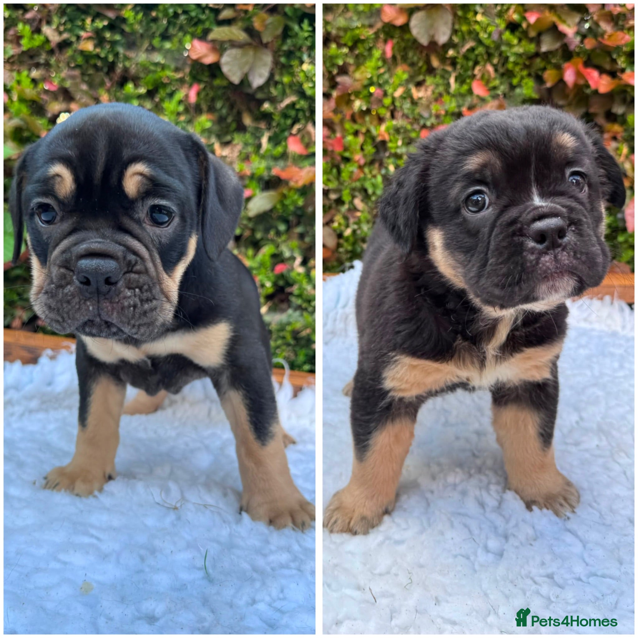 Olde English Bulldogge dogs Champion Bloodline Health Tested OEB puppies - Advert 2