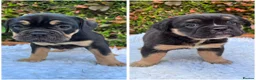 Olde English Bulldogge dogs for sale: Champion Sired Health Tested OEB puppies - Advert 1