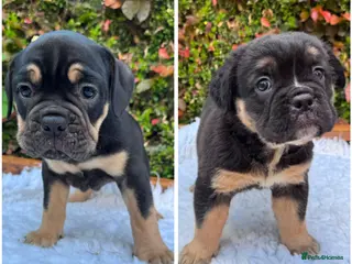 Olde English Bulldogge dogs Champion Bloodline Health Tested OEB puppies - Advert 2