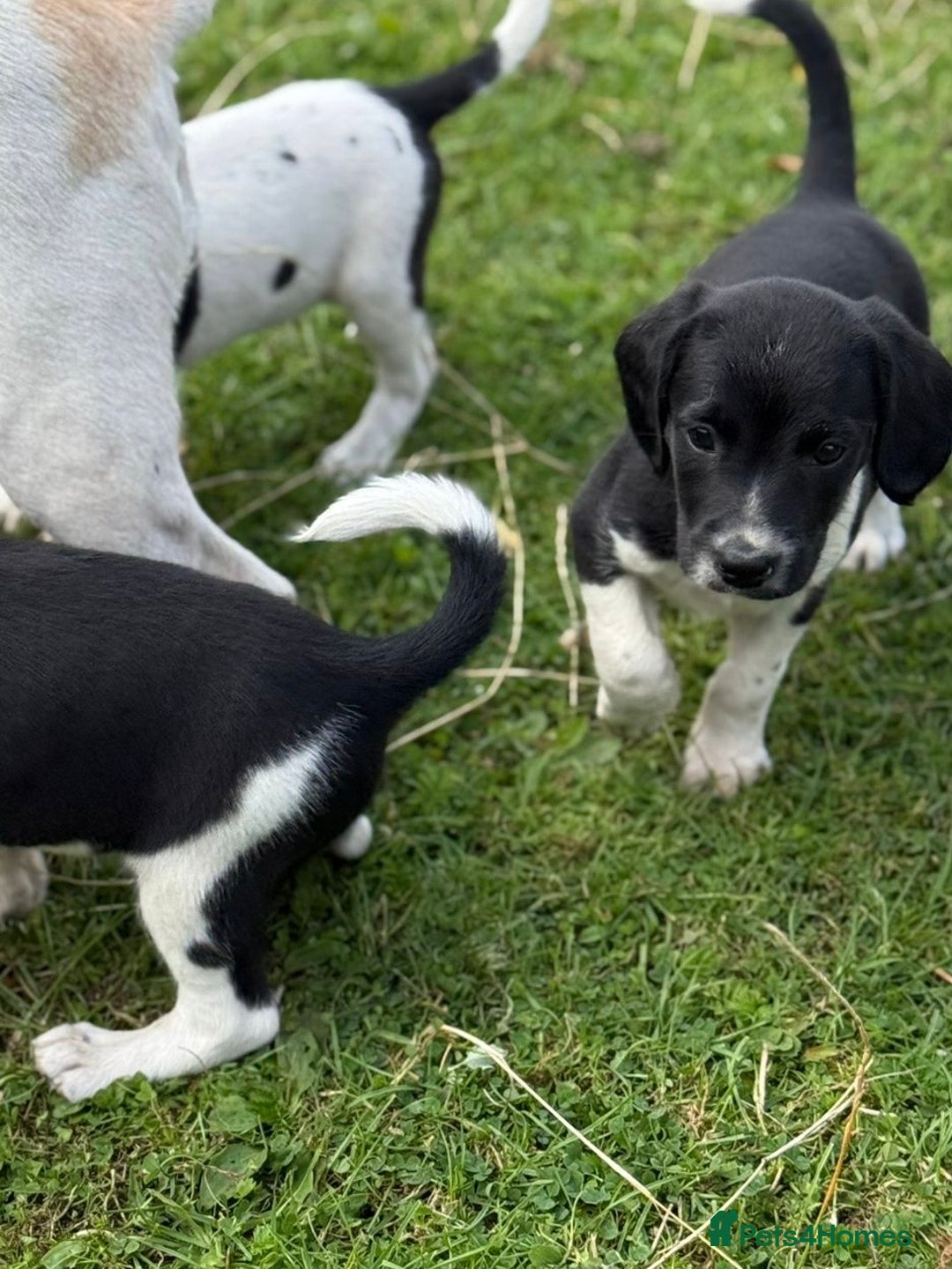 Mixed Breed dogs for sale: Beagle x Springer Spaniel - Image 6